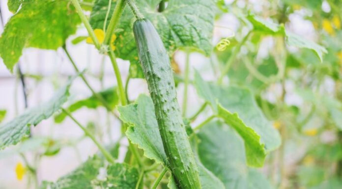 Why Do Cucumbers Turn Bitter? Are They Poisonous and How Can You Fix This?