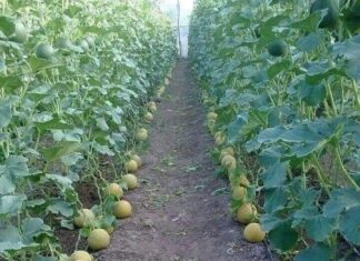 The Art of Fruit Offering: A Guide to Watermelon and Yellow Melon Incense Burning