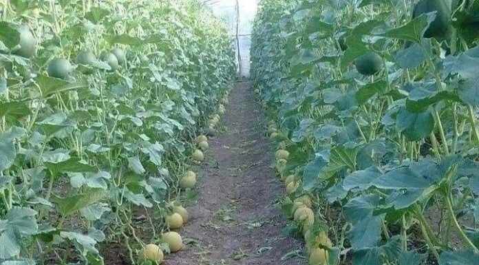 The Art of Fruit Offering: A Guide to Watermelon and Yellow Melon Incense Burning