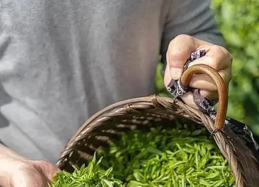 “Transform Your Everyday Rice: A Simple Twist for Extraordinary Flavor”