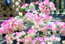 Don’t Just Water Your Bougainvillea! Add This Secret Ingredient for Thriving Plants and Year-Round Vibrant Blooms.