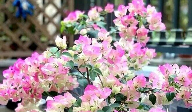 Don’t Just Water Your Bougainvillea! Add This Secret Ingredient for Thriving Plants and Year-Round Vibrant Blooms.