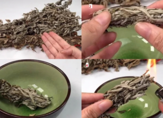 Place This Bunch of Leaves in Your Bedroom: Keep Mosquitos at Bay, No Need for Zappers or Sprays