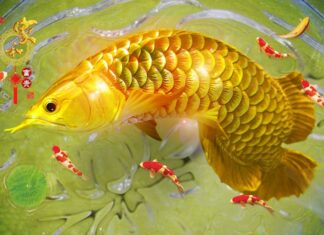 4 Prophetic Dreams: Your Lucky Numbers Are In!