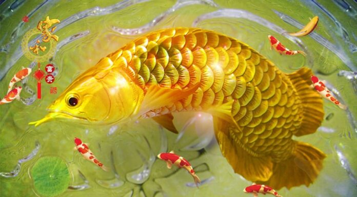 4 Prophetic Dreams: Your Lucky Numbers Are In!