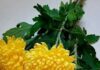 The Ancient Art of Burning Yellow Chrysanthemums: Unveiling the Hidden Significance.