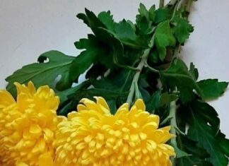 The Ancient Art of Burning Yellow Chrysanthemums: Unveiling the Hidden Significance.