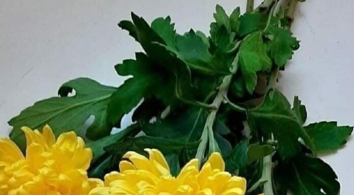 The Ancient Art of Burning Yellow Chrysanthemums: Unveiling the Hidden Significance.