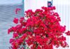 “The Great Debate: Adorning Your Home with the Majestic Bougainvillea”
