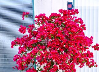 “The Great Debate: Adorning Your Home with the Majestic Bougainvillea”
