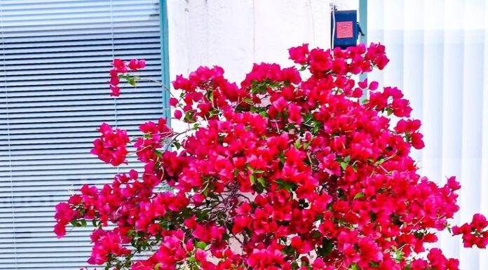 “The Great Debate: Adorning Your Home with the Majestic Bougainvillea”
