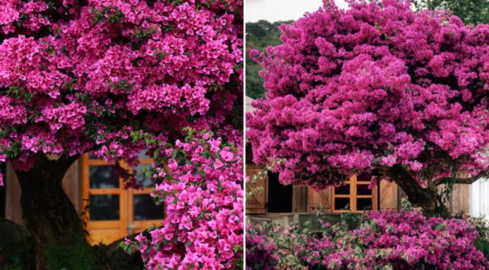“Revive Your Bougainvillea: A Post-Blooming Care Guide for a Vibrant Display”