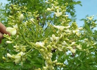 The Magic of Bush Clover: Nature’s Remedy for High Blood Pressure and Stroke Prevention