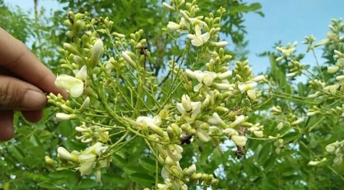 The Magic of Bush Clover: Nature’s Remedy for High Blood Pressure and Stroke Prevention