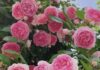 The Magic Potion for Blooming Roses: Unveiling the Secret Elixir for Bountiful Blossoms