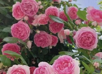 The Magic Potion for Blooming Roses: Unveiling the Secret Elixir for Bountiful Blossoms