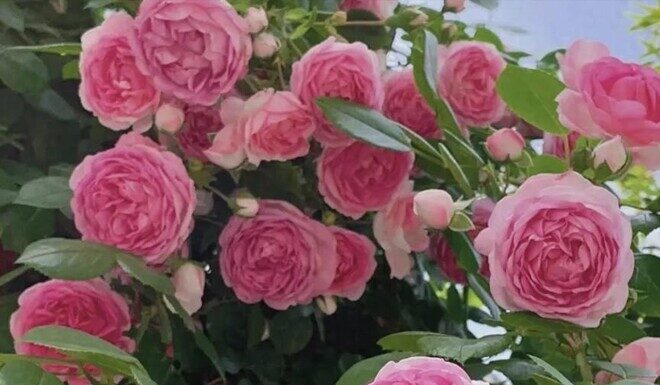 The Magic Potion for Blooming Roses: Unveiling the Secret Elixir for Bountiful Blossoms