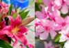 3 Types of Flowers You Should Never Grow Indoors, Even Though They’re Beautiful