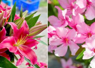 3 Types of Flowers You Should Never Grow Indoors, Even Though They’re Beautiful
