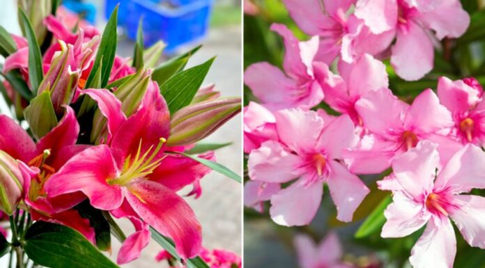 3 Types of Flowers You Should Never Grow Indoors, Even Though They’re Beautiful