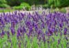 “Grow Your Own Lavender at Home – No Garden Needed!”