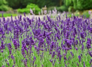 “Grow Your Own Lavender at Home – No Garden Needed!”