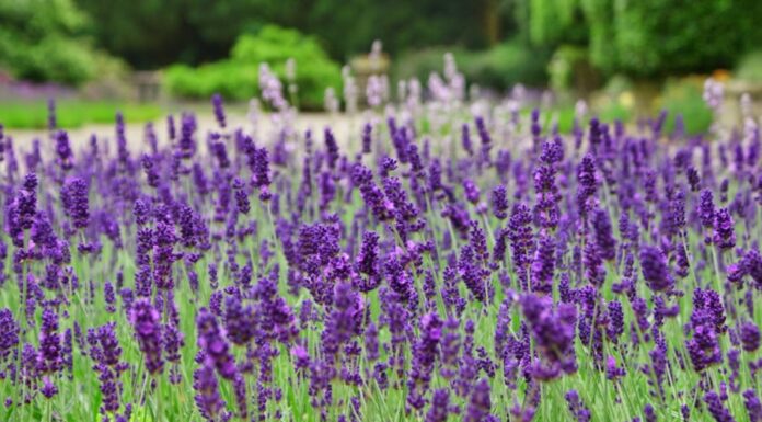 “Grow Your Own Lavender at Home – No Garden Needed!”