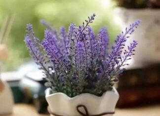 The Bedroom Botanical: 5 Plants to Nurture for Health, Wealth and Happiness