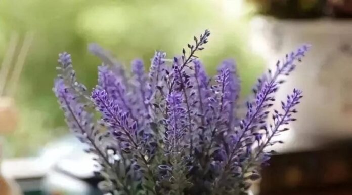 The Bedroom Botanical: 5 Plants to Nurture for Health, Wealth and Happiness