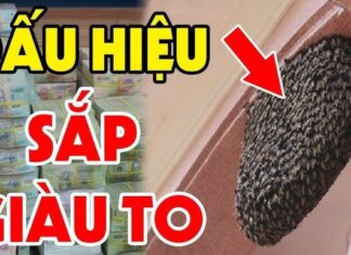 5 Lucky Animals That Bring Wealth and Prosperity to Your Home