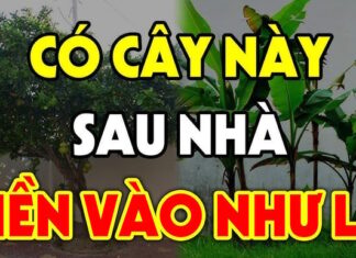 The 4 Lucky Plants to Bring Wealth and Prosperity to Your Home