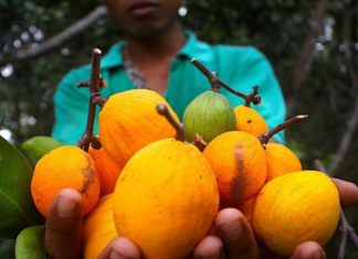 “Taste the Exotic Mangosteen-like Fruit of An Giang, a Refreshing Summer Treat”