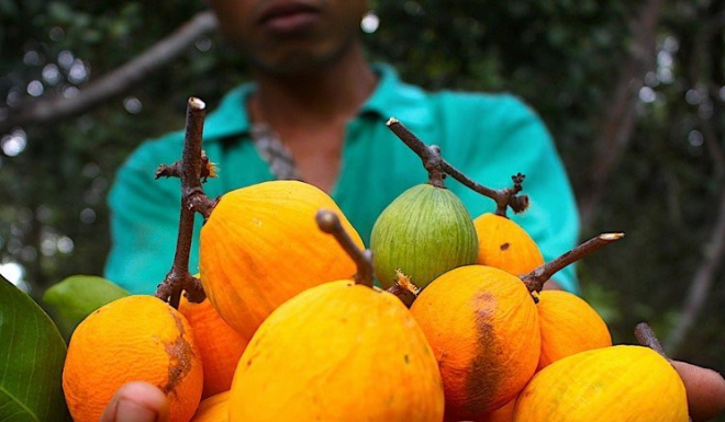 “Taste the Exotic Mangosteen-like Fruit of An Giang, a Refreshing Summer Treat”