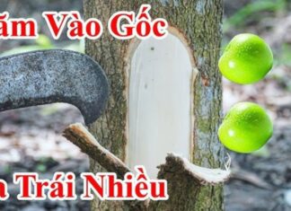 The Most Terrifying Fifth Day of the Lunar New Year: The Fruit-Bearing Tree Divination Ritual – Why the Fear?