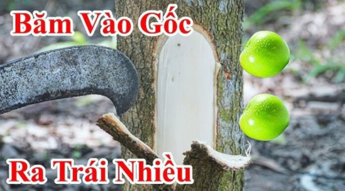 The Most Terrifying Fifth Day of the Lunar New Year: The Fruit-Bearing Tree Divination Ritual – Why the Fear?