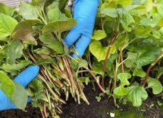 The Ultimate Liver Cleanse: A Super Veggie Detox