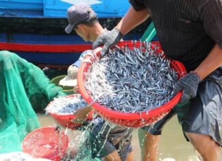 5 Delicious Small Fish Species with Sweet Flesh and Minimal Bones, Raised Naturally without Growth-Promoting Pellets – A Tasty Treat Worth Every Penny!