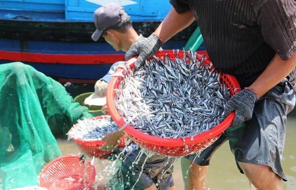 5 Delicious Small Fish Species with Sweet Flesh and Minimal Bones, Raised Naturally without Growth-Promoting Pellets – A Tasty Treat Worth Every Penny!