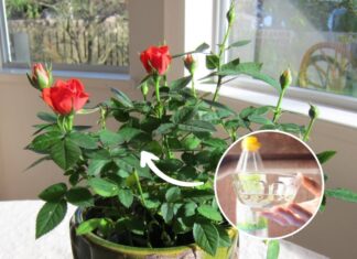 “Quench Your Roses’ Thirst with This Magic Potion: A Recipe for Lush Growth and Fragrant Blooms.”