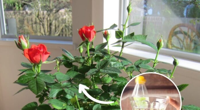 “Quench Your Roses’ Thirst with This Magic Potion: A Recipe for Lush Growth and Fragrant Blooms.”