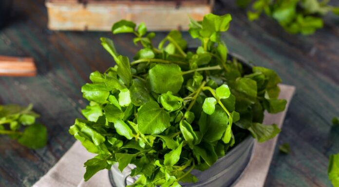 The Ultimate Superfood: Grow Once, Eat for a Decade