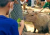 The World’s Most Chill Animal, the Capybara, Has Arrived at Saigon’s Zoo: No Need to Trek to South America!