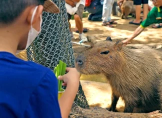 The World’s Most Chill Animal, the Capybara, Has Arrived at Saigon’s Zoo: No Need to Trek to South America!