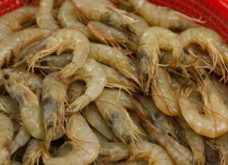 5 Types of Shrimp You Should Never Buy: Cheap but Full of Diseases, Harming Your Health Instead