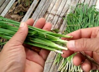 The Weedy Wonder: Transforming a Wild Weed into a Nutritious Frittata.