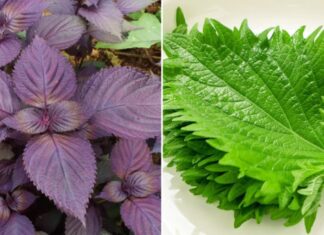 The Leaf that Japanese Hold Dear: A ‘Resurrection’ Leaf, Priced by the Piece.