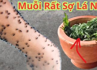 The Magic Leaf Bundle: A Natural Repellent That Keeps Mosquitoes at Bay All Night Long