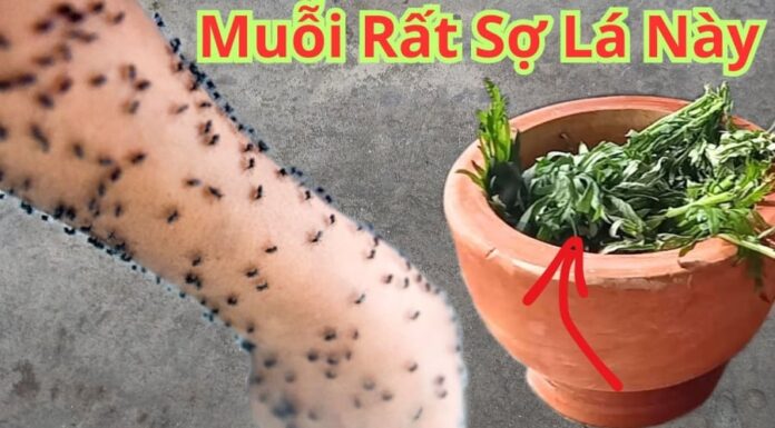 The Magic Leaf Bundle: A Natural Repellent That Keeps Mosquitoes at Bay All Night Long