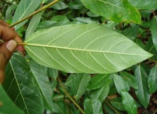 Is Drinking Mulberry Leaf Tea Daily Beneficial for Your Health?