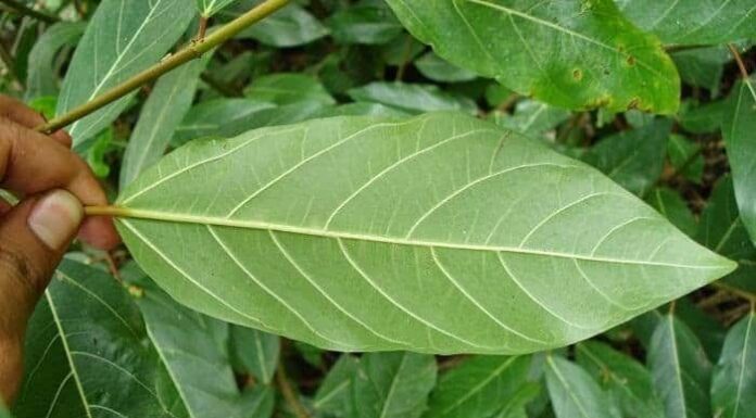 Is Drinking Mulberry Leaf Tea Daily Beneficial for Your Health?